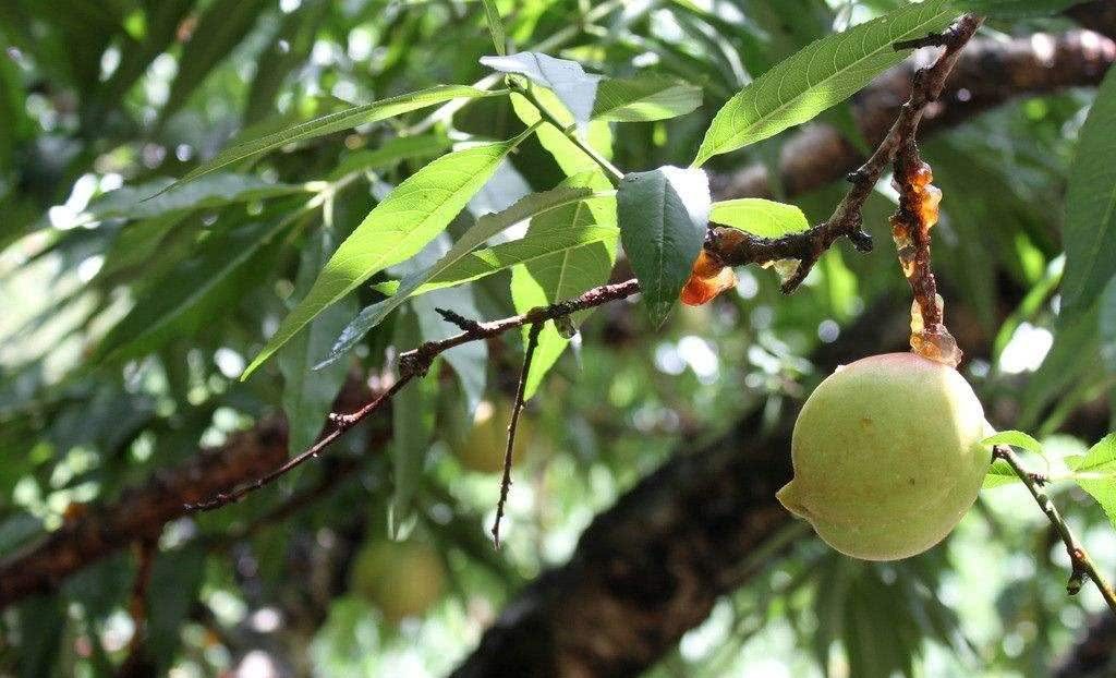 This kind of beeping fruit is as sweet as honey and costs six times as much as peaches. Few people have ever eaten it.