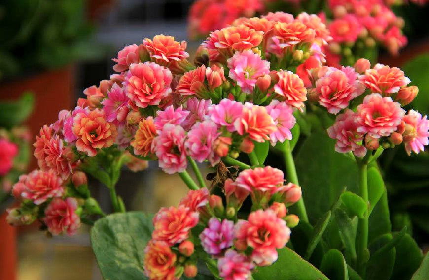 When the weather is cool, these three kinds of flowers can be planted in a pot so that they will blossom soon.