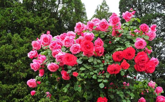 If you don't stop cutting in August, just choose these four kinds. One cut is a pot.