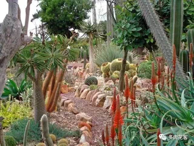 50 succulent plant landscapes