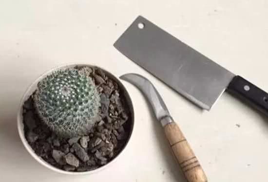 The cactus is too lonely and aggressive, cut one knife horizontally, change two pots, and explode the cub in a circle.