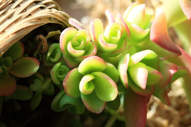 How to prune succulent plants