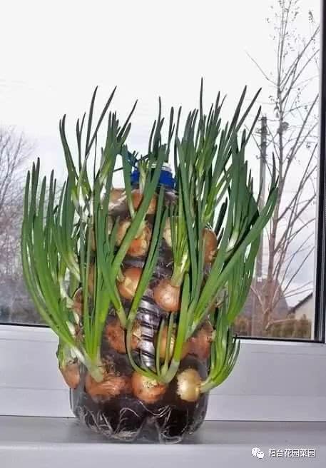 The leftover vegetables are thrown into the flowerpot and the vegetables are picked beautifully every day.