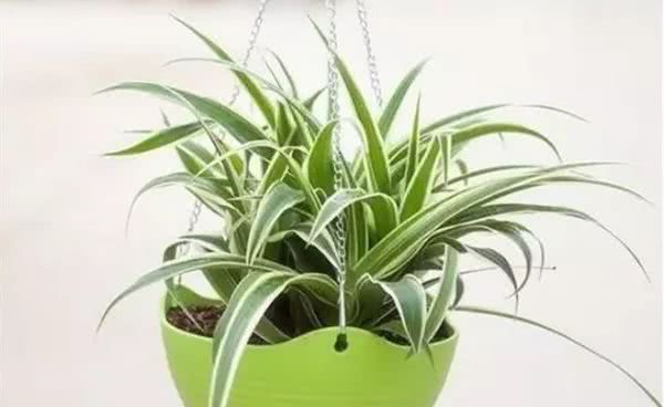 Master these four points: the green and fresh leaf tip of the orchid will not wither and turn black.