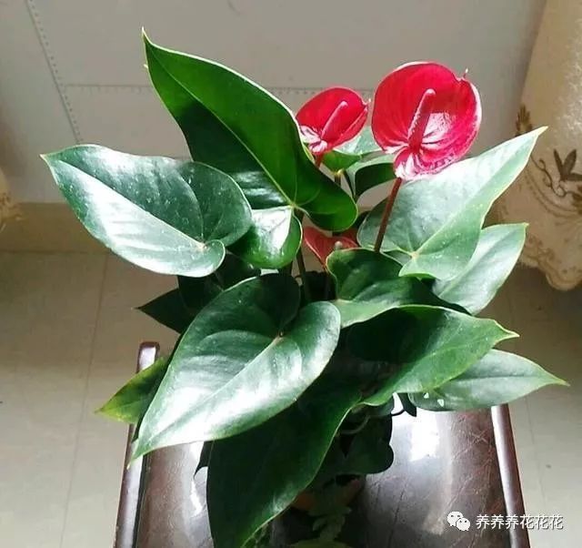 The pink palm of Anthurium andraeanum raised by others grows well and blossoms so much that it is so beautiful.