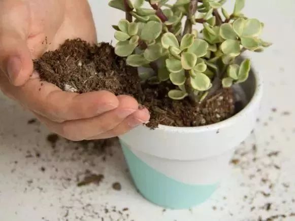 If you plant your own succulent plants, you can make a special soil, which can easily feed the succulent plants.