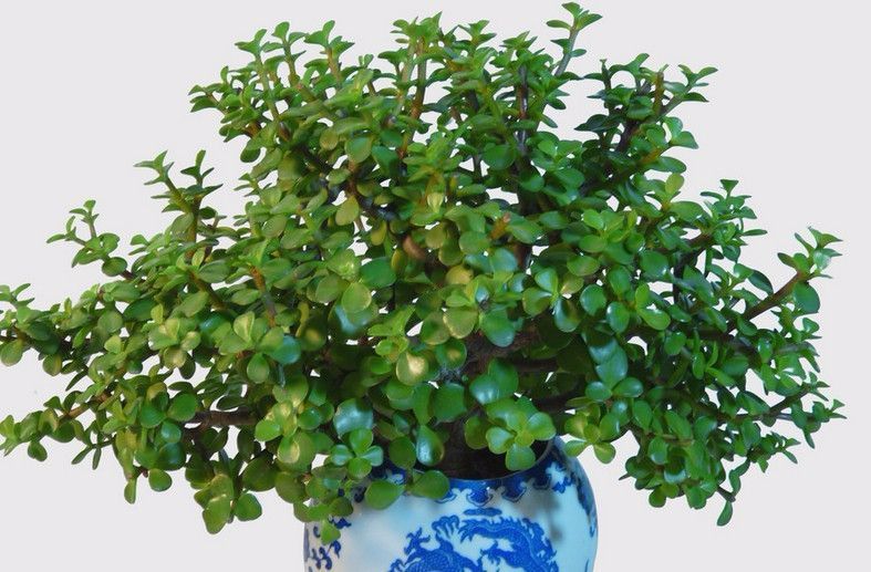 The purslane tree has been cultivated into a stall, and no one has ever sold it for two dollars to become expensive.