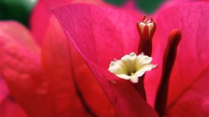 The difference between leafy flower and bare-leaved flower