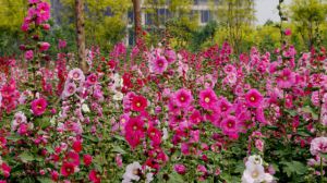 The difference between hollyhock and mallow