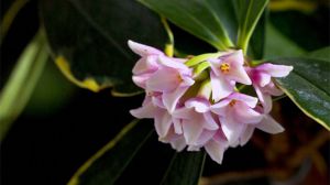 What kind of flower is Daphne odora in Phnom Penh?