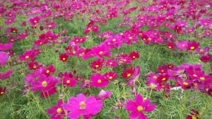 The difference between Persian chrysanthemum and melon leaf chrysanthemum