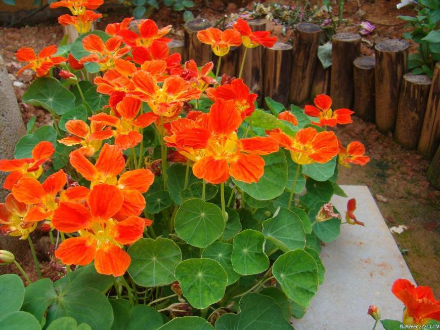 There are three differences between growing flowers in autumn and growing flowers in summer. I can't remember the rotten roots and yellow leaves.