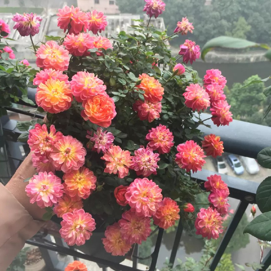 The potted plant with the longest flowering period blossoms in four seasons. The flowers are colorful, beautiful and easy to raise.