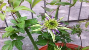 Clematis is the best variety to raise