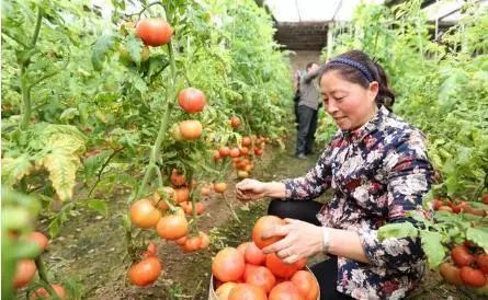 Have you mastered the technique of growing tomatoes in the open field?