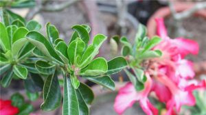 How do desert roses change pots?