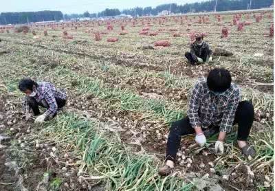 The garlic market is at a low ebb this year and the market situation next year is still not optimistic.