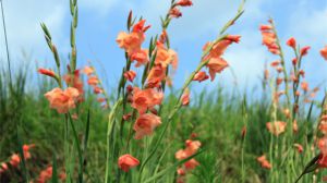 The difference between Gladiolus and Gladiolus