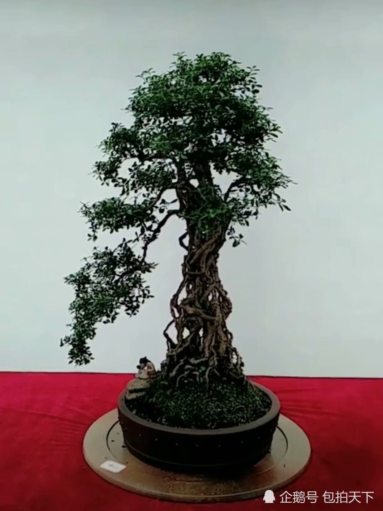 Bonsai appreciation: good-looking bonsai makes people feel happy. which of these rare bonsai do you prefer?