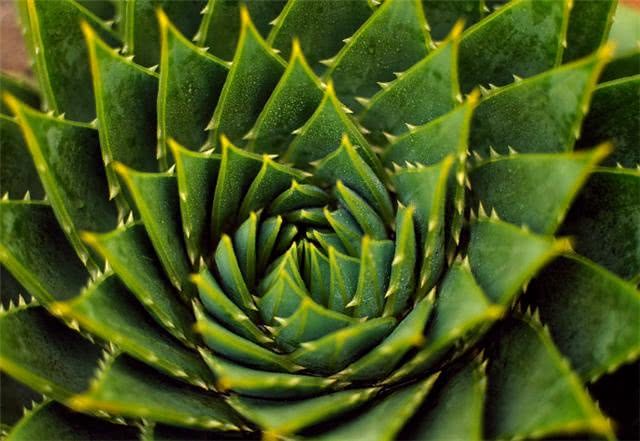 How does leafy aloe reproduce? master this method. Aloe species live one at a time.