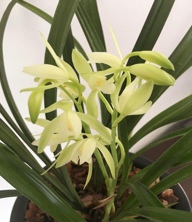 Orchids grow into grass because of the lack of these tricks.