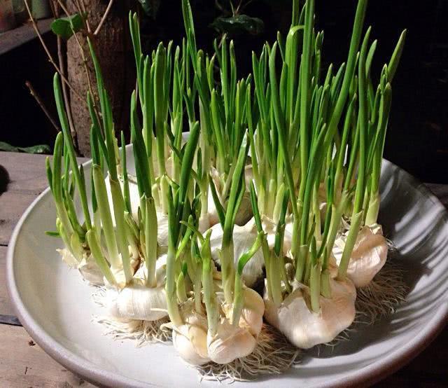 Don't throw away the dishes you don't want at home and bury them in the soil and pour some water on them so that they can grow into beautiful potted plants.