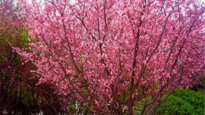 The effect and function of mountain peach blossom