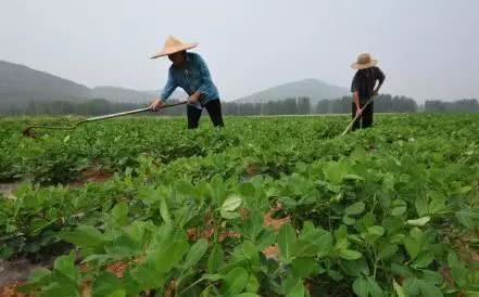 How to deal with peanut damage caused by green insects in peanuts?