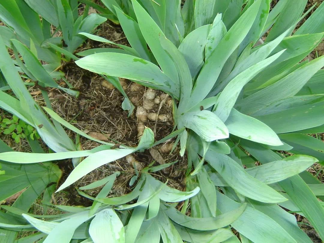 Perennial flowering plants can quickly grow a large area when propagated by ramets.