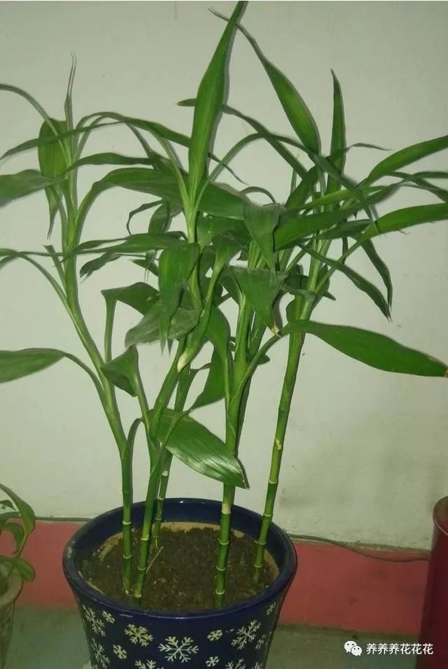 Rich bamboo can not be raised well to teach you the method of cultivating rich bamboo. It takes root quickly and grows very prosperous in the later period.