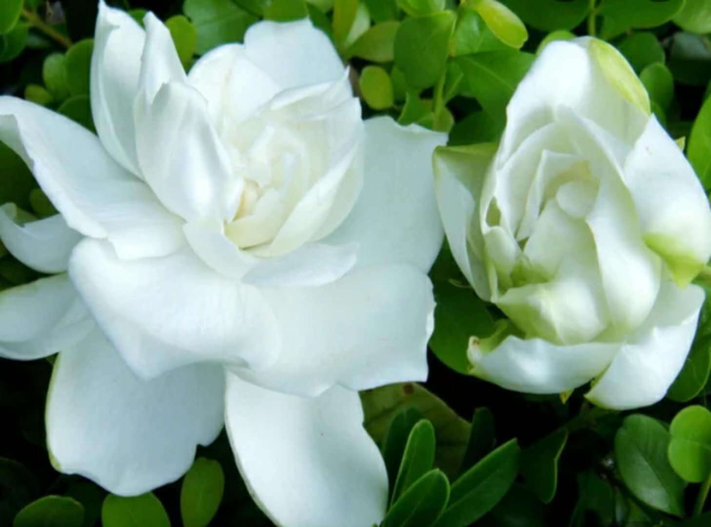 How can gardenias not be raised well?