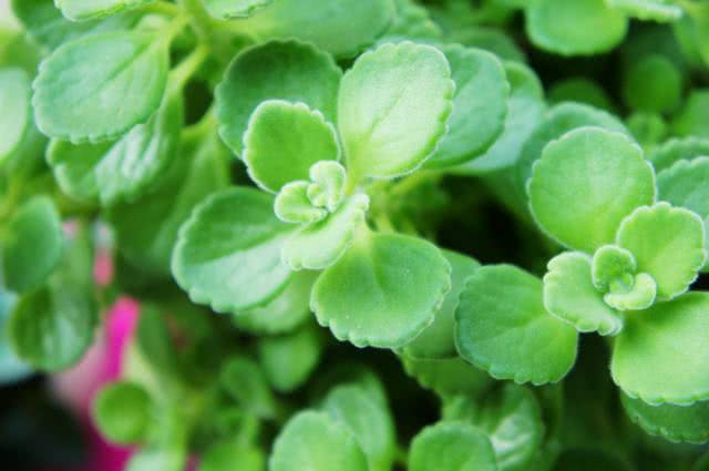 Fragrant plants that want to call the police and have no idea.