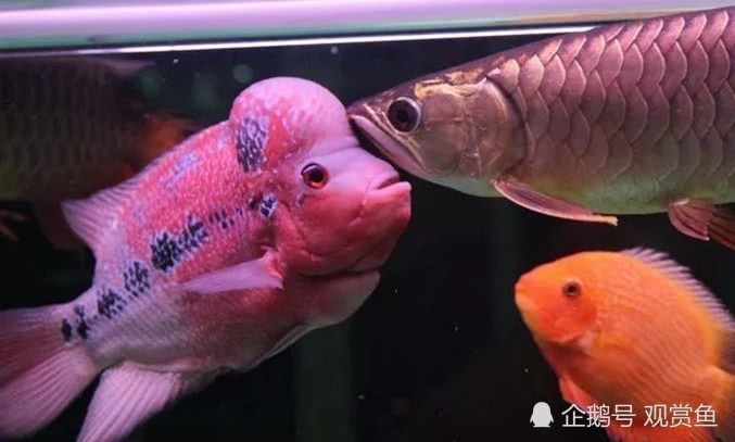 Hangtai Aquarium: can aggressive Luohan be mixed with Aojiao arowana?