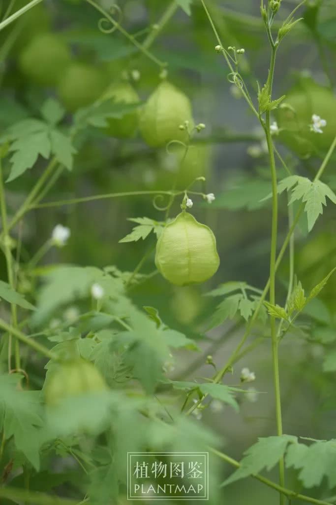 The fruit is balloon seeds with heart-shaped hats and flowers and leaves have something special.