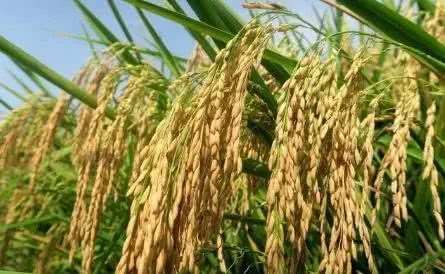 Which rice varieties are suitable for direct seeding?