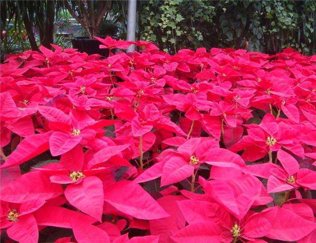 How to plant poinsettia seeds to pay attention to what?