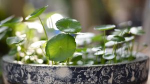 The copper grass in his family can form a waterfall with leaves bigger than eight coins and lost every year.