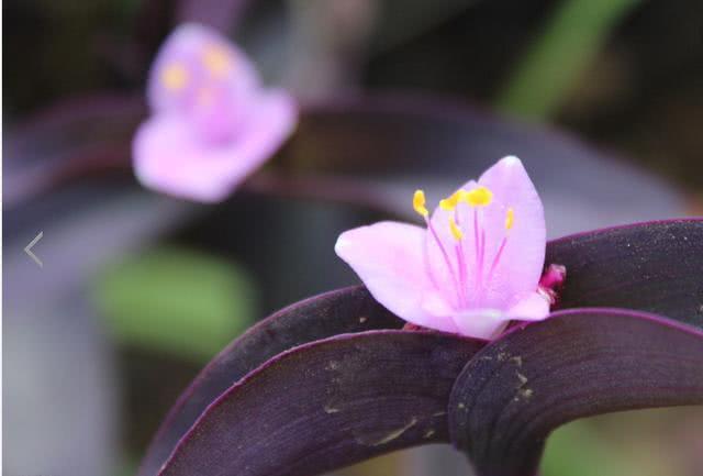 What's the point of sending flowers? How much do you know about these flowers that express love?