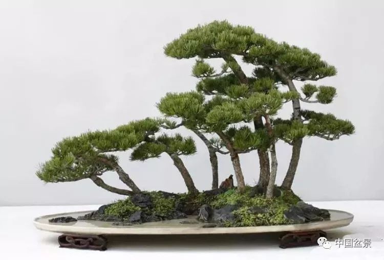 Zhao Qingquan: keeping the Root of National Culture of Bonsai