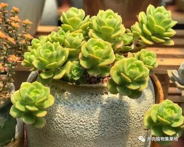 The secret of making succulent plants chubby teaches you these ways to make succulent plants grow up.