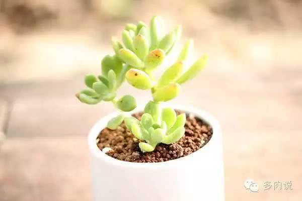 How to avoid the overgrowth and overgrowth of succulent plants