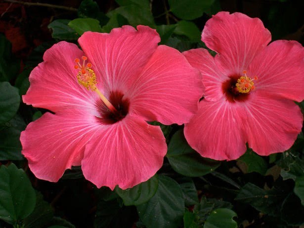 It's common in our country, but the national flower of Korea blooms endlessly. It's called desert rose.