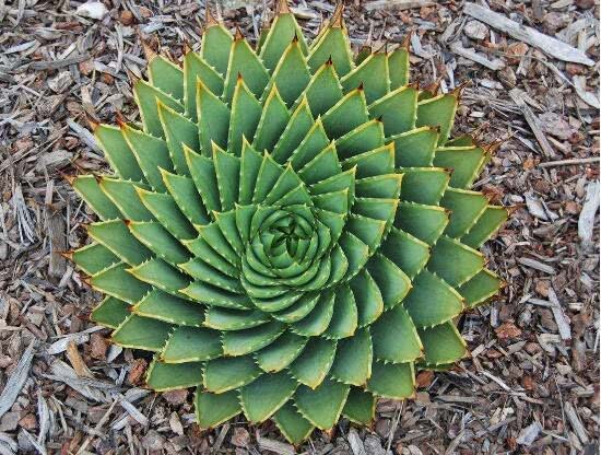 What meat is not as good as this aloe is worth more than 10,000. It takes 5 years to develop.