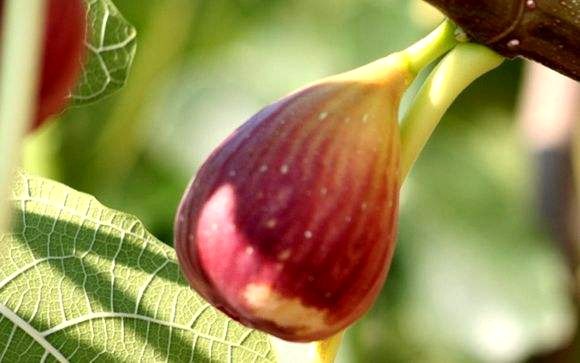 Potted figs can be eaten and vacuumed to find such a good potted plant.