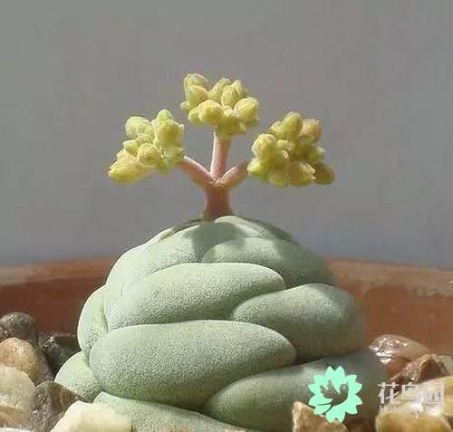 How does the enlightened succulent plant have such a strange form?