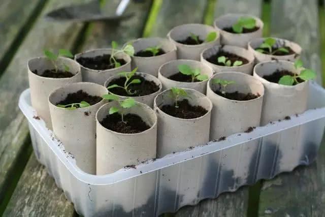 Discarded containers are used to grow flowers. After hearing this, flower friends praised the housekeeper for being wise.