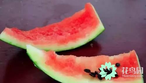 Watermelon peel has a lot of functions. Nowadays smart people use it to grow flowers.