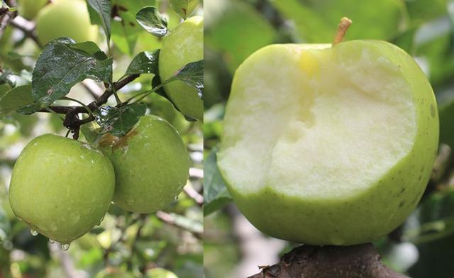 The original Jinshuai apple, which comes from the clouds, is crisp, sweet and juicy and can eat two in one breath.