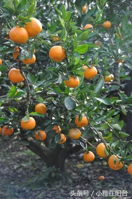 After the beginning of autumn, these kinds of fruits are easy to grow, beautiful and delicious, and the results are full of branches.