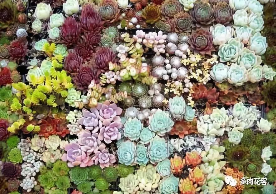 Small details make beautiful succulent plants.